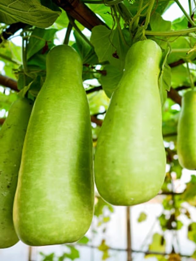 লাউকে ইংরেজিতে কী বলে? জানলে হাঁ হয়ে যাবেন