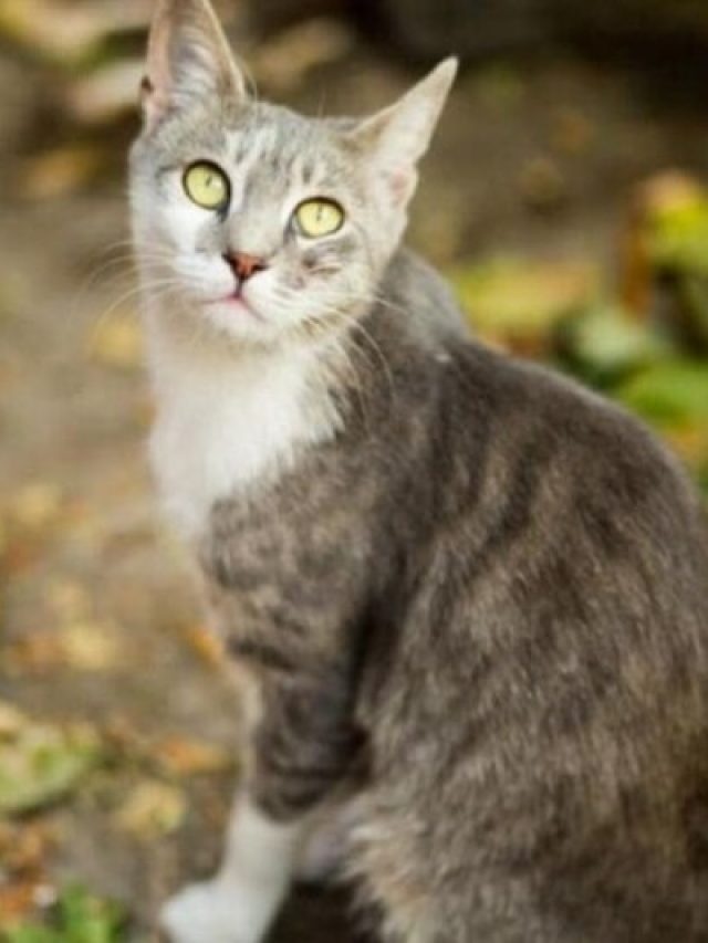 বিড়াল রাস্তা কাটলে কিসের ইঙ্গিত, কী ঘটবেই, জানুন