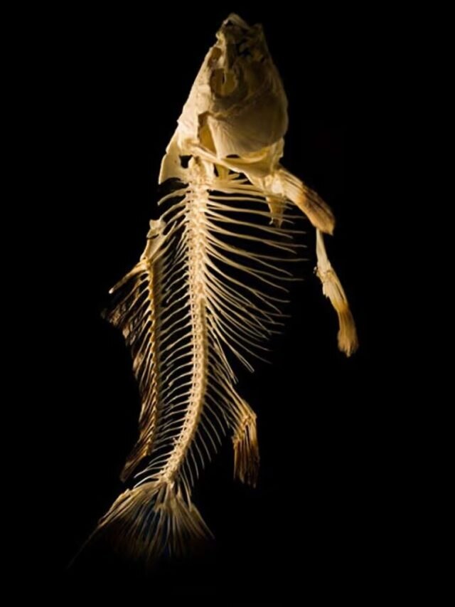 মাছের কাটা চিবিয়ে খেলে এসব হয়, জানতেন?