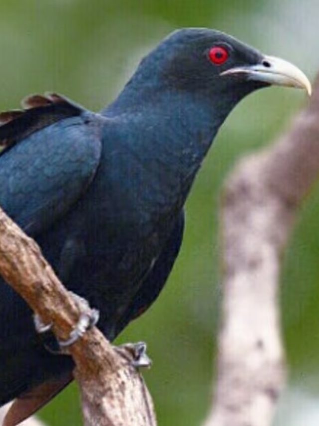 কোকিল কুহু কুহু করে বসন্তেই কেন ডাকে, জানলে  লজ্জা পাবেন