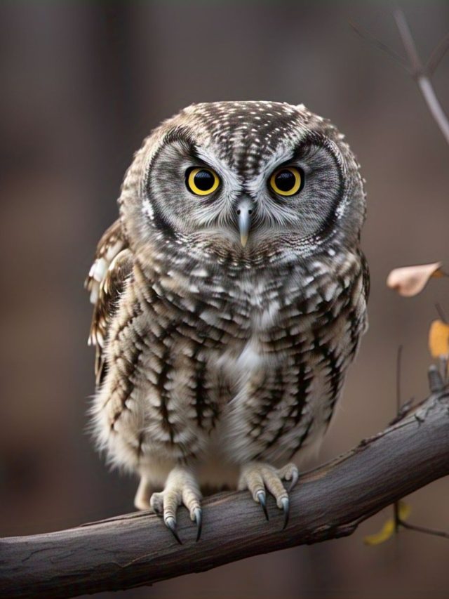 দিনের বেলায় পেঁচা দেখলে এসব হয়, জানেন?