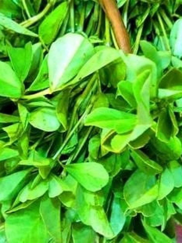 এই শাক চিবিয়ে খেলেই টানটান  যৌবন, কখনও বুড়ো  হবেন না