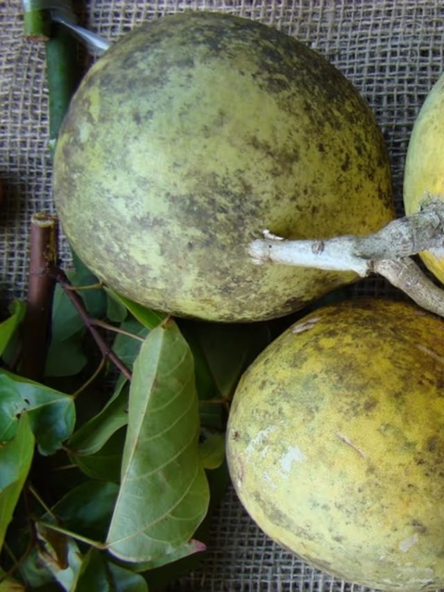 বেল কাদের জন্য বিষ? জেনে নিন