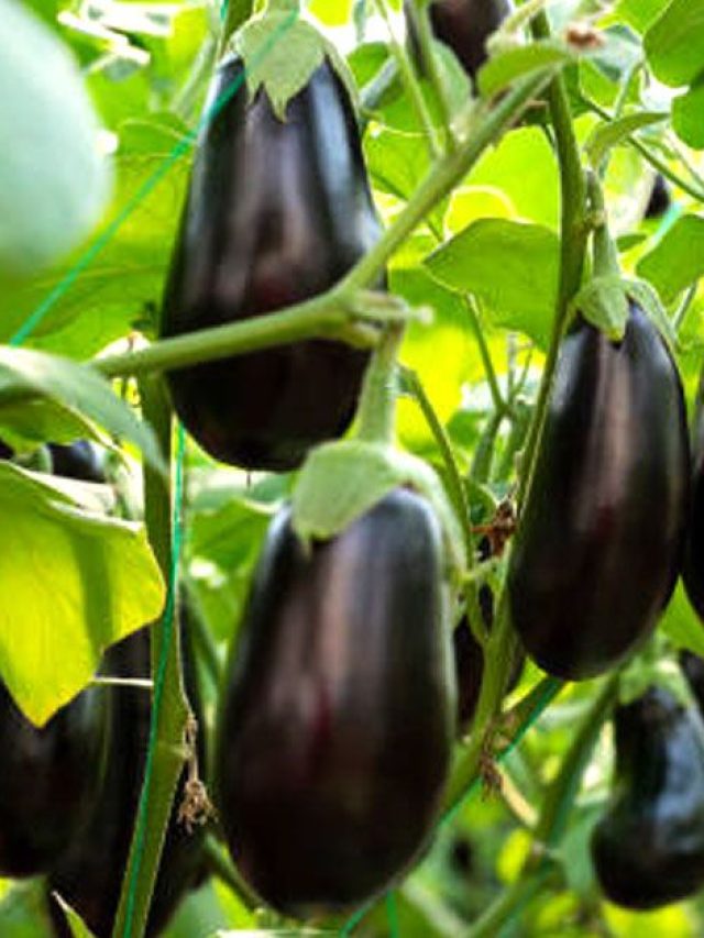 বারো মাসের বেগুন ফলান বাড়ির টবেই, শিখুন সহজ ট্রিক