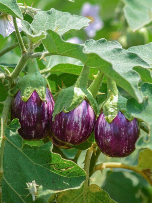 বারোমাসী বাড়ির টবেই পাবেন  বেগুন, মালী কাকুর সেরা টিপস