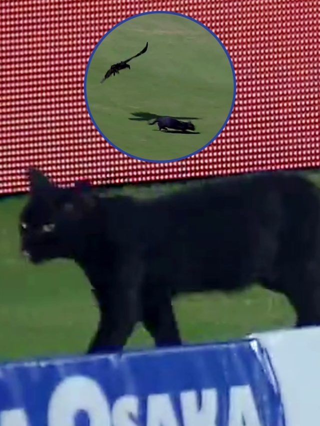 LIVE क्रिकेट मुकाबले में घुसा ये जानवर, पाकिस्तानी ख‍िलाड़ी रह गए हैरान, VIDEO