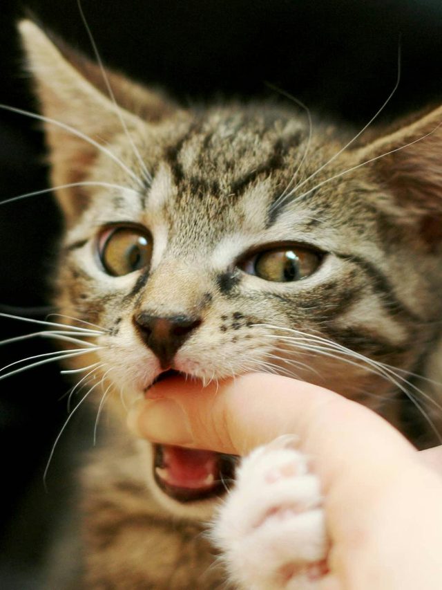 বেড়াল কামড়ালে প্রথমে কী করবেন? অনেকেই ভুলটা করেন