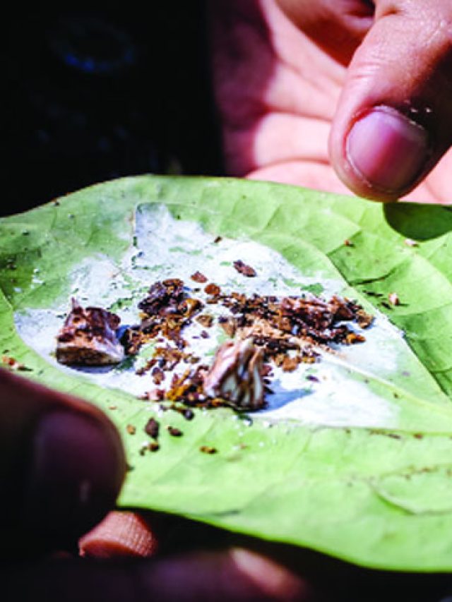 পানের চুন কোথা থেকে আসে? অধিকাংশই ভুলটা জানেন