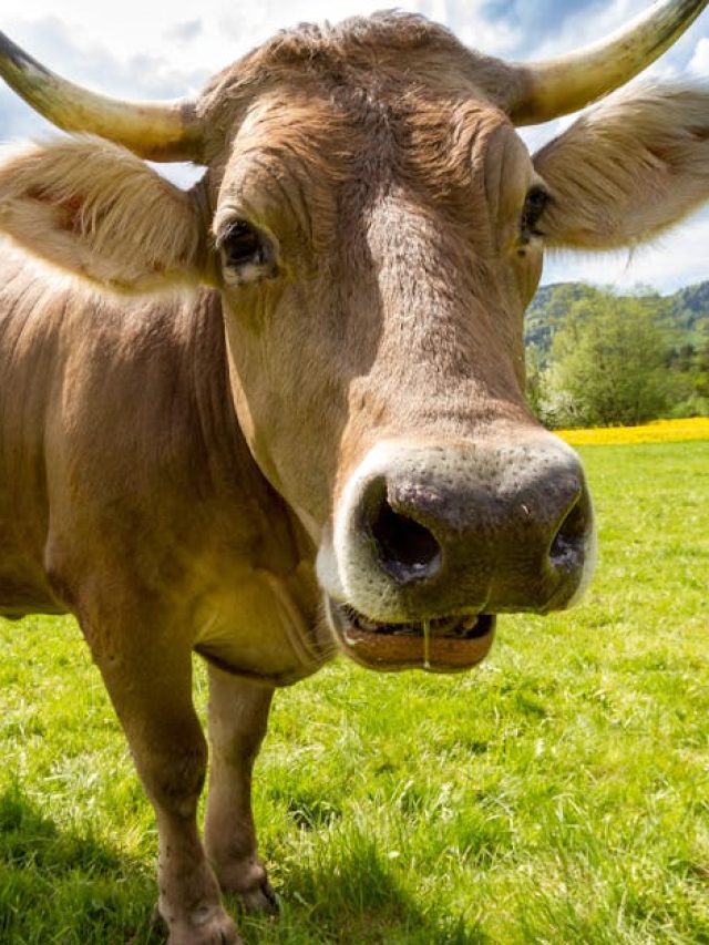গোরুর বৈজ্ঞানিক নাম বলতে পারবেন? অনেকেরই জানা নেই