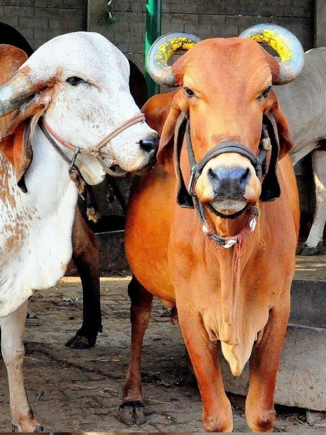 এভাবে চিনুন দুগ্ধজাত প্রাণী! পশুপালন ব্যবসা শুরুর আগে জানুন