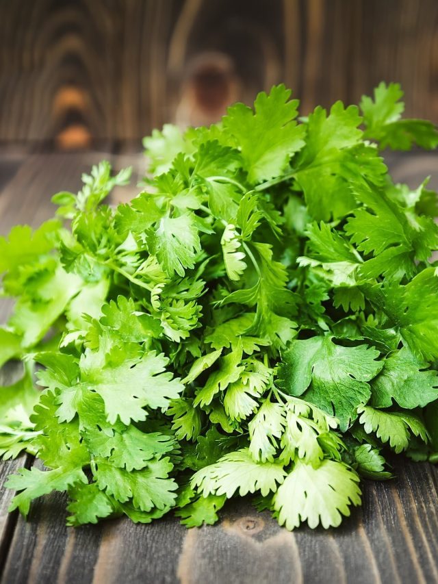 শীতের ধনেপাতা ১৫ দিন থাকবে টাটকা, ৬ মোক্ষম উপায়