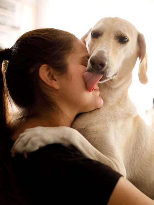 কুকুররা কেন মানুষকে চাটে? ৯৯% মানুষ ভুলটা জানেন