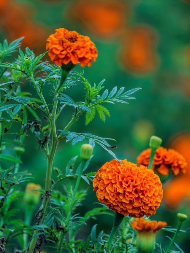 खेत से गायब हो जाएंगे कीड़े, इस फूल की खेती में हैं कई फायदे