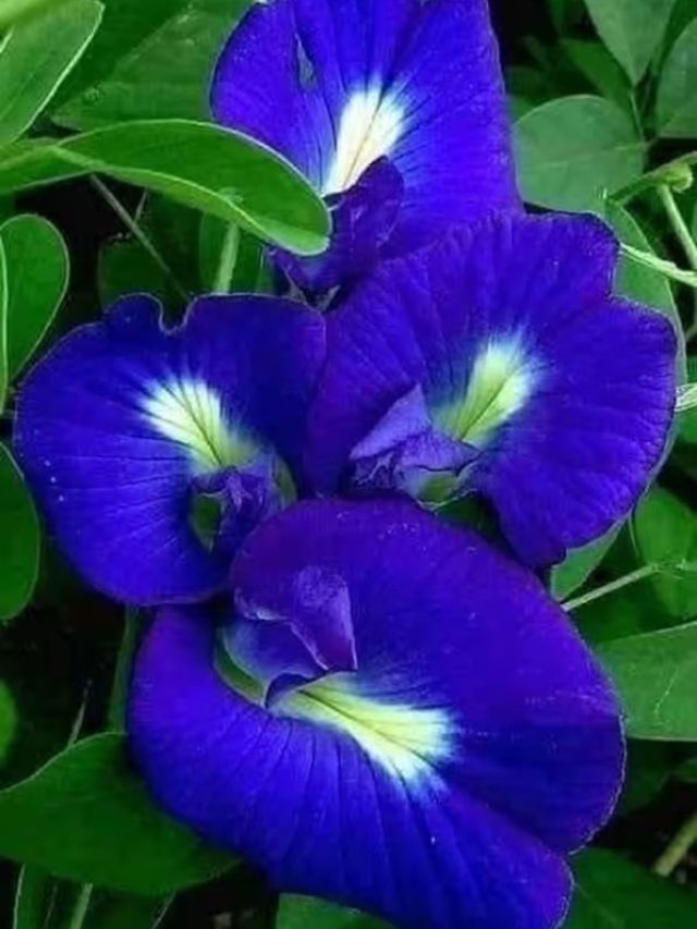 বাড়ির ব্যালকনি ভরবে শিব- শনির প্রিয় এই ফুলে, অপরাজিতা চাষের টিপস