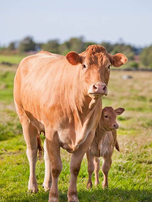 पशु का दूध हो गया कम, तो इस तेल का करें इस्तेमाल, भर जाएगी बाल्टी
