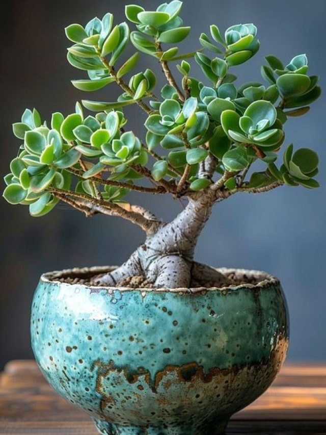 घर के अंदर या बाहर? जानिए कहां रखना चाहिए जेड प्लांट