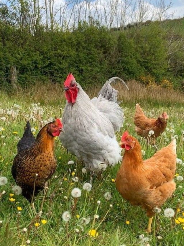 मुर्गी पालन करना चाहते हैं! जानें कहां से खरीदें चूजे और कहां मिलेगी ट्रेनिंग