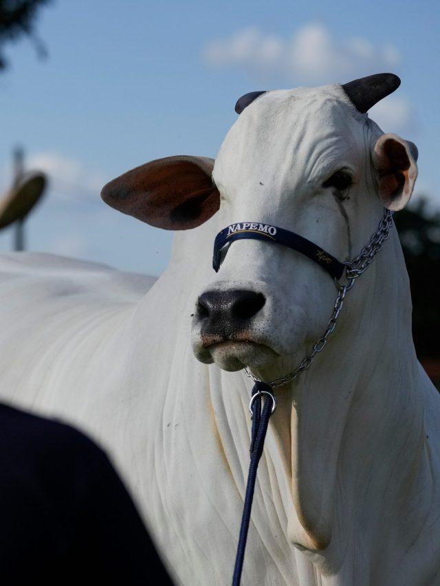 এটাই বিশ্বের সবচেয়ে দামি গরু, বিলাসবহুল বাড়ি-গাড়ির থেকেও মহার্ঘ