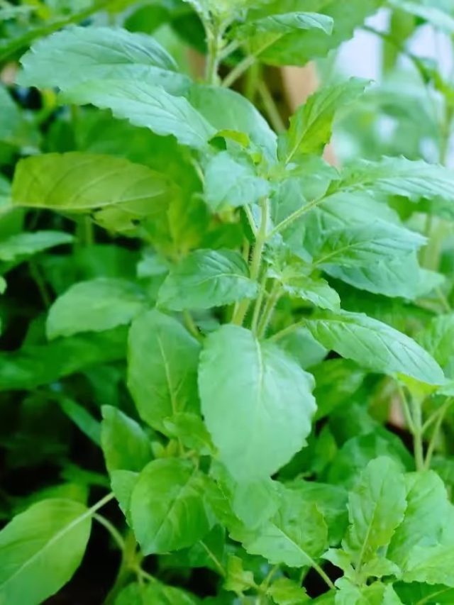 কষা পায়খানা টেনে বার করবে তুলসী পাতা, খালি খান এভাবে