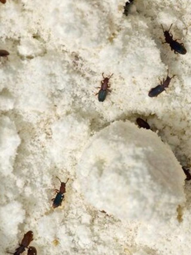 মাগো! আটা-ময়দায় পোকা, বৌদির ১ টিপসেই চিরতরে দূর হবে