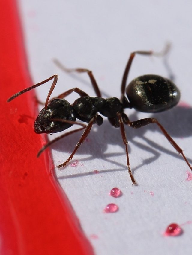 ঘরে ফিরবে সুখ, এই ৩ জিনিস শুভ সময় আসার ইঙ্গিত
