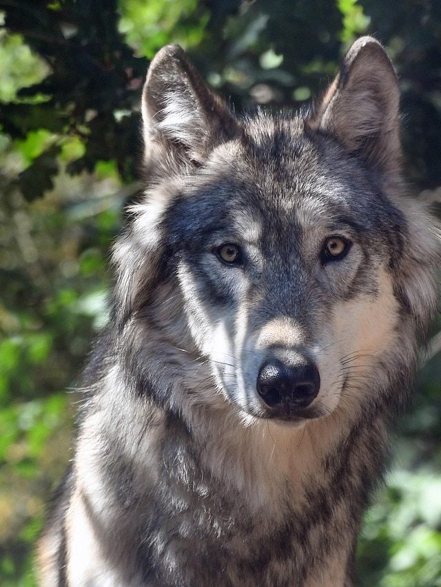 নেকড়ের থেকে এই ৫ গুণ শিখুন, জীবনে সবসময় সুখী থাকবেন