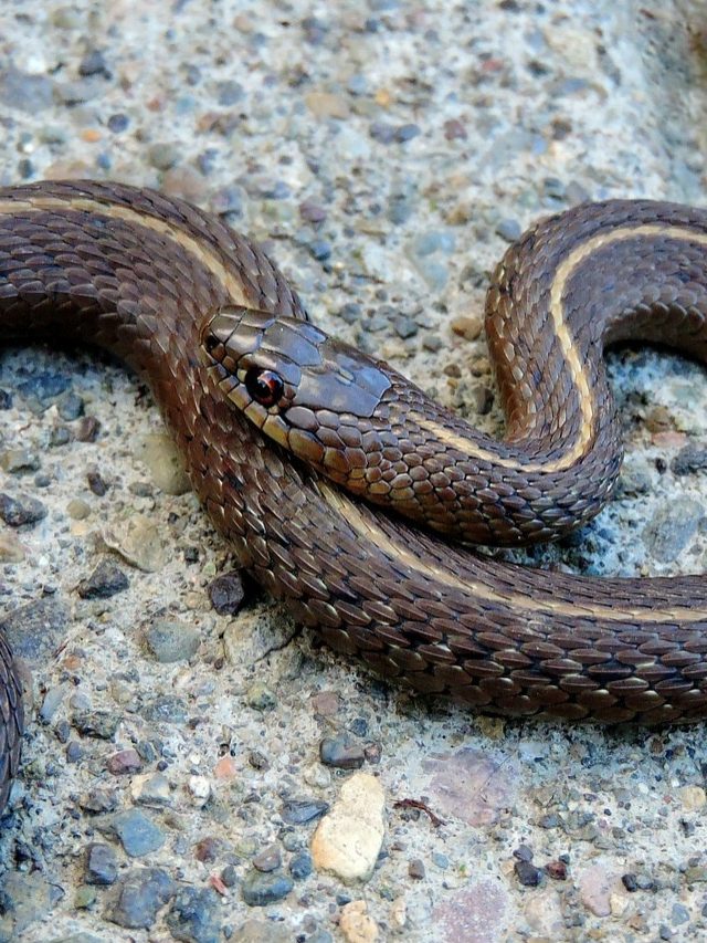 যে আঘাত করে, সাপ তাকেই কামড়ায় কেন?