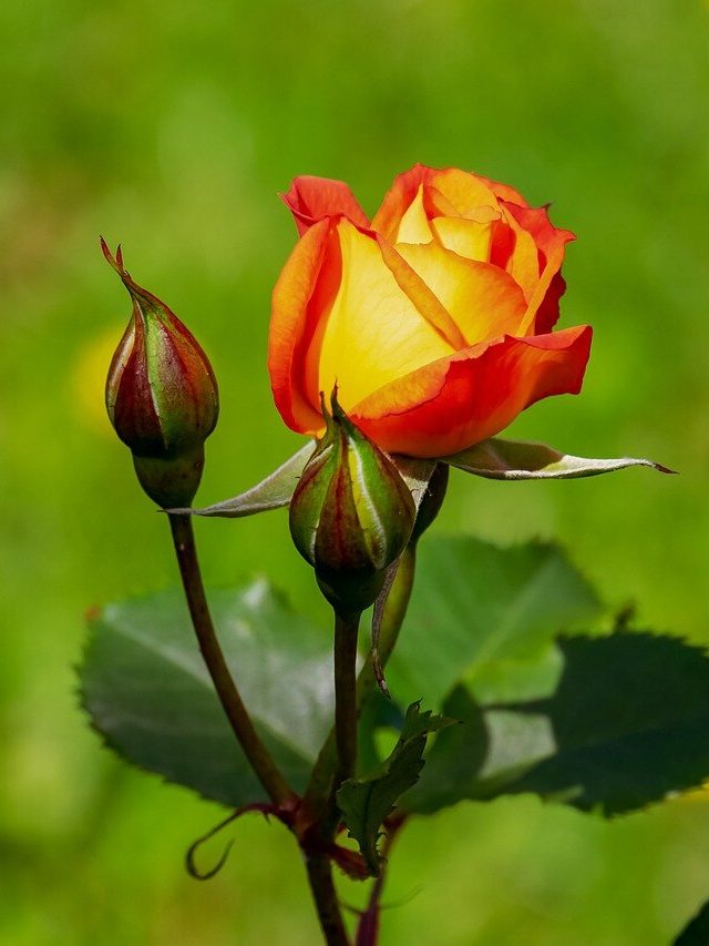 গোলাপ গাছে কখন সার দেওয়া উচিত? না জানলে জেনে নিন