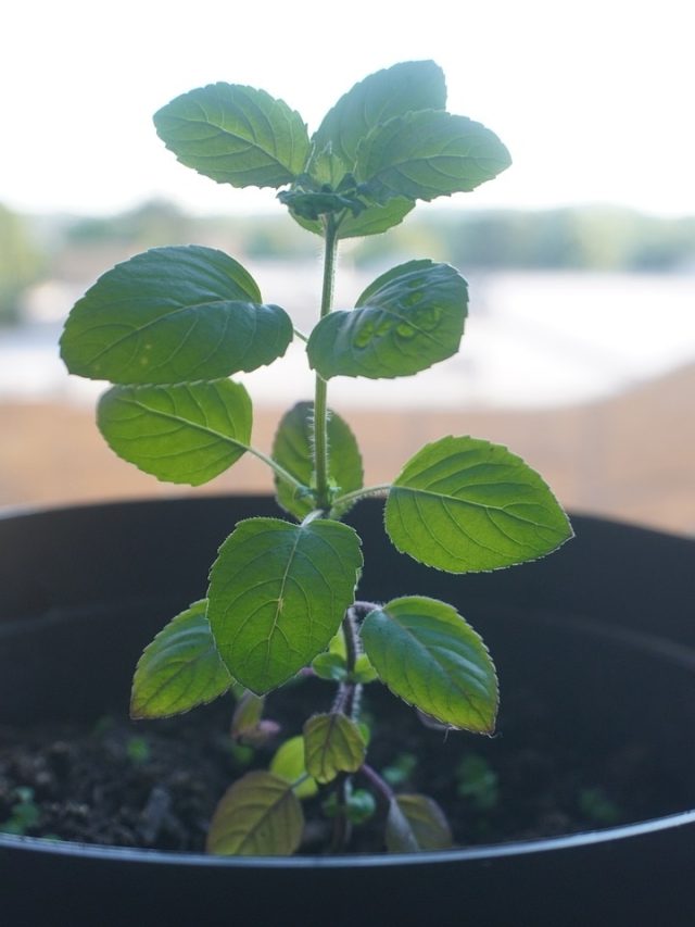 তুলসীর কাছে এই শুভ গাছ রাখলেই সর্বনাশ, বাড়ির সুখে নজর লাগে