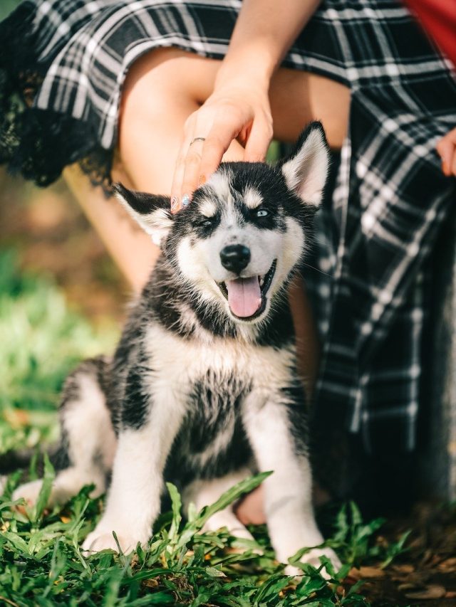এঁদের জন্য কুকুর পোষা একদম শুভ নয়, বড় বিপদের যোগ!