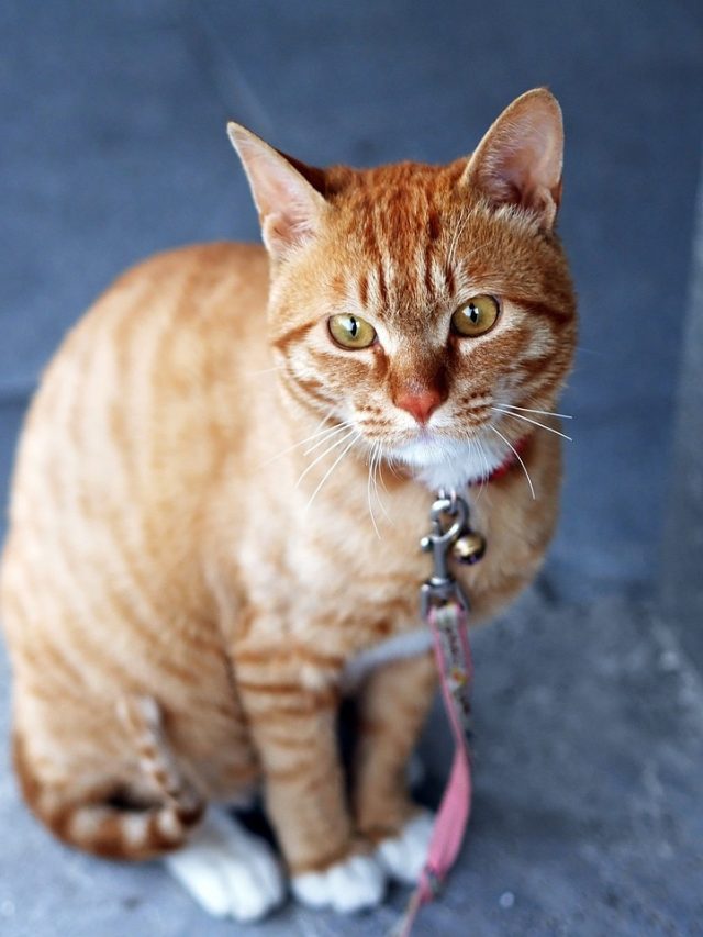 বাড়িতে যখন তখন বিড়াল চলে আসছে, কীসের ইঙ্গিত জানেন?