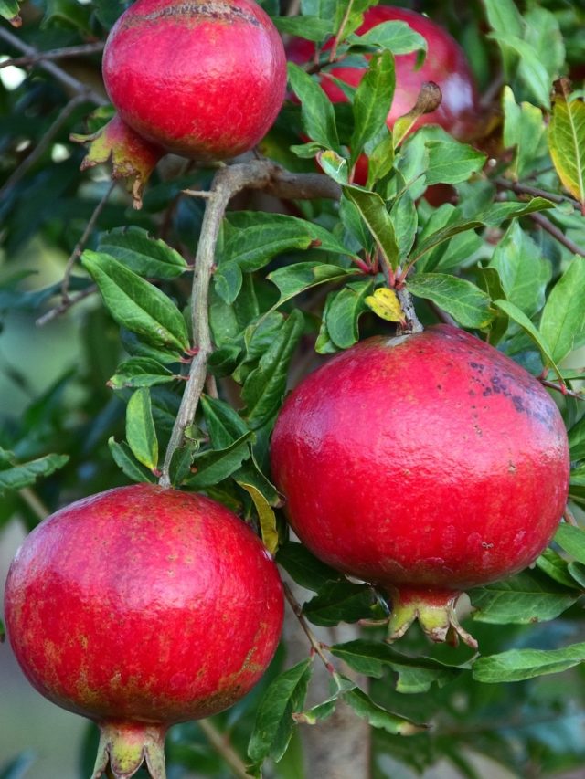 শুধু মানতে হবে এই নিয়ম, ছাদ বাগানের টবেই হবে  লাল টুকটুকে ডালিম