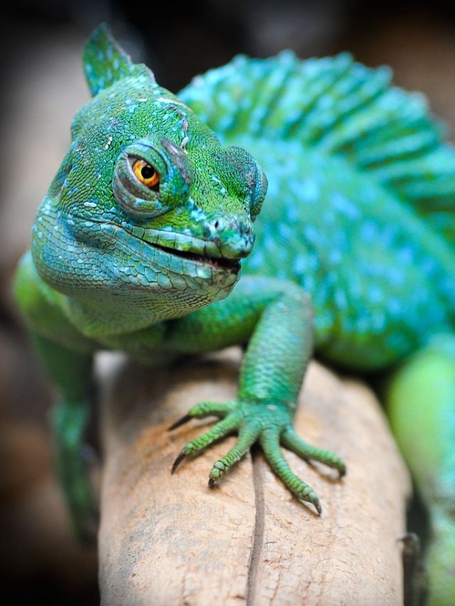 বাড়িতে গিরগিটি আসা কীসের ইঙ্গিত দেয় ? জ্যোতিষীর মত জানুন