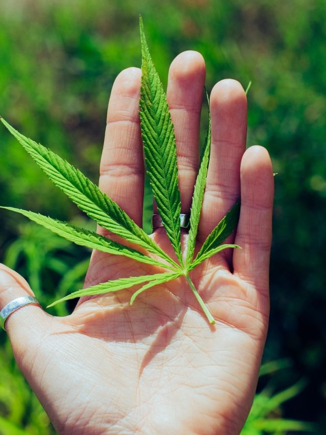 एक ही पौधे पर दोनों उगते हैं... सरेआम बिकती है भांग, फिर गांजे पर क्यों लगा है बैन?