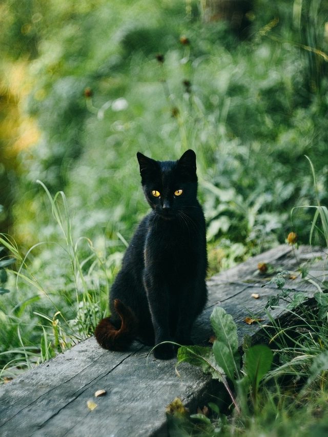 কালো বিড়ালের স্বপ্ন শুভ না অশুভ? কী ইঙ্গিত জেনে নিন