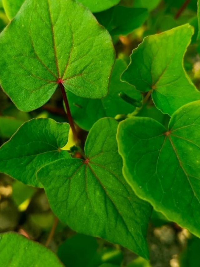 মাছ-মাংসের সমান প্রোটিন, দামও কম, গ্রাম বাংলার শাকটিকে চেনেন?