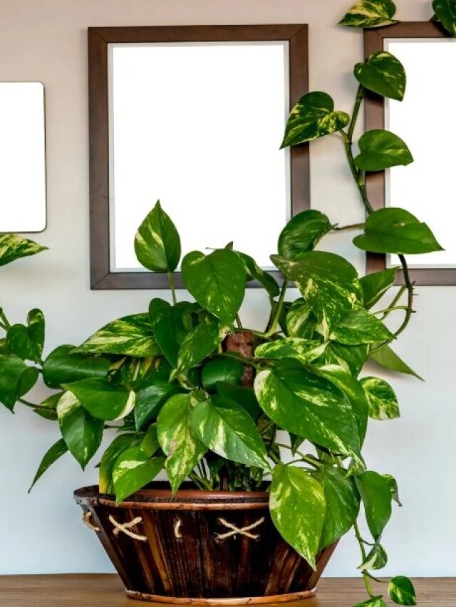 টাকা আসার বদলে চলে যাবে, মানি প্ল্যান্টের এক ভুলেই কাঙাল হবেন