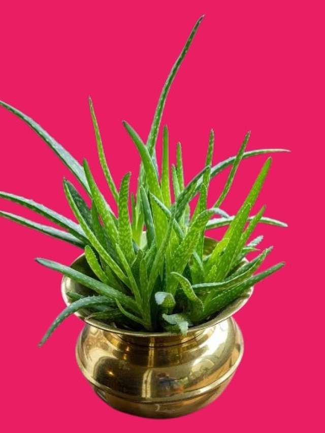 বাড়ির এদিকে অ্যালোভেরা গাছ রাখলেই খেলা শুরু, গাড়ি-বাড়ি হবেই