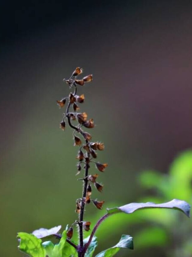 बार-बार सूख रहा है तुलसी का पौधा? जानिए किस बात का है संकेत