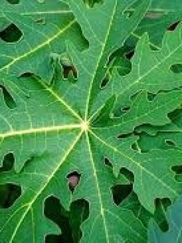 पपीते के पत्तों का जूस, फायदे उड़ा देंगे होश, जानें बनाने और पीने का तरीका