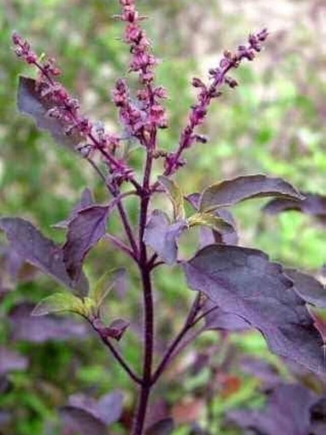 तुलसी का पौधा अचानक पड़ गया काला? इस बड़ी अनहोनी का है संकेत