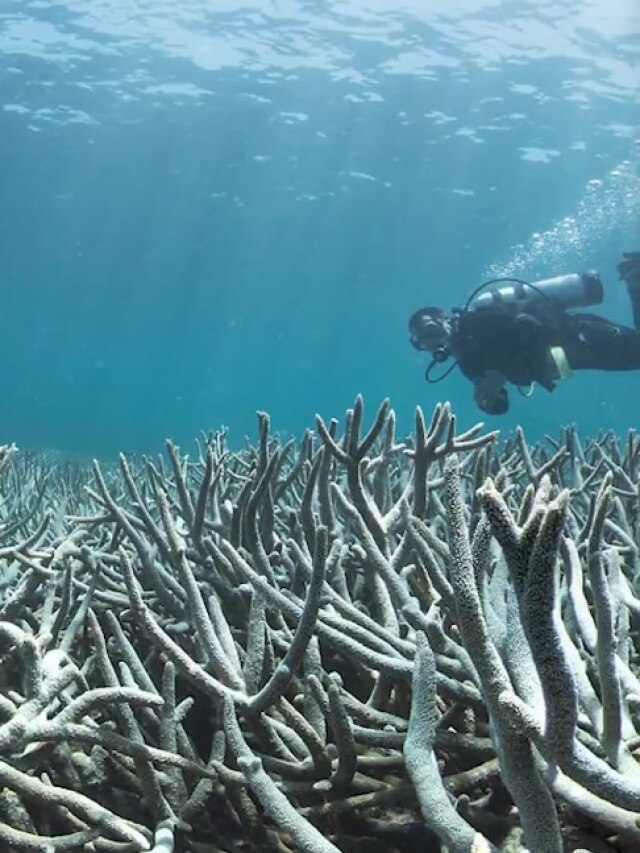 ‘Alive since Napolean’:  Solomon Islands may have the largest underwater living creature ever seen