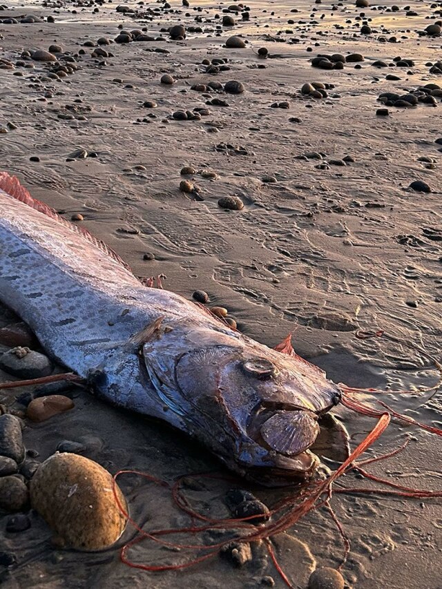 'Earth in danger': Doomsday fish resurfaces just like before the Fukushima disaster in Japan