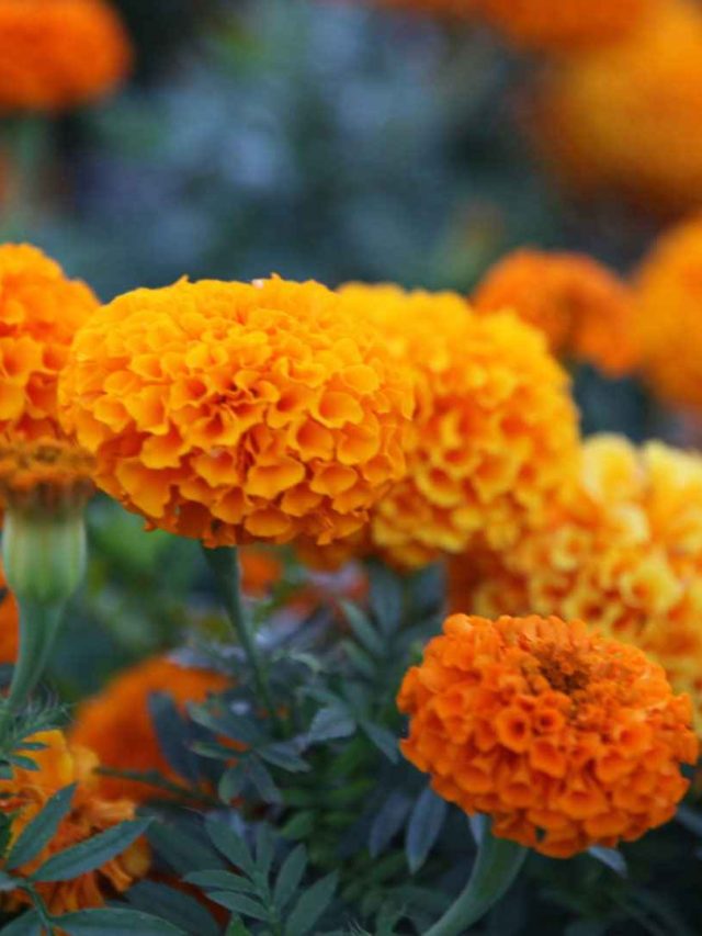 হলদে গাঁদায় ভরে যাবে গাছ, একদম ছোট্ট টিপস, টাকাও খরচ হবে না