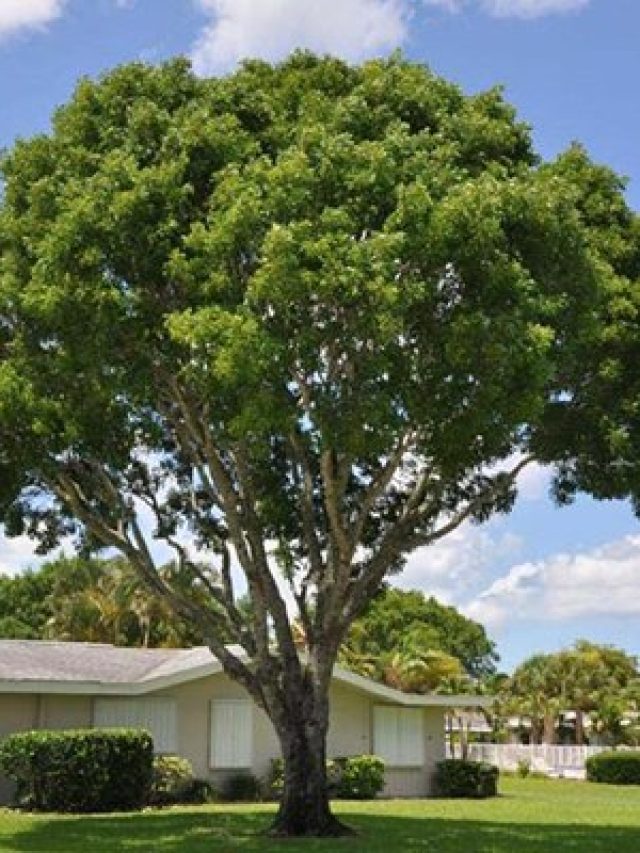 ১০ টাকার চারাগাছ লাগিয়ে ভুলে যান, ১২ বছর পরে কোটিপতি হবেন