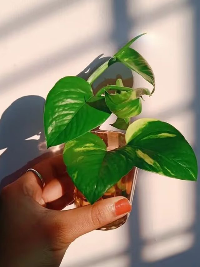 এমন মানি প্ল্যান্ট ভুলে করেও বাড়িতে আনবেন না, ধনীকেও পথে বসায়