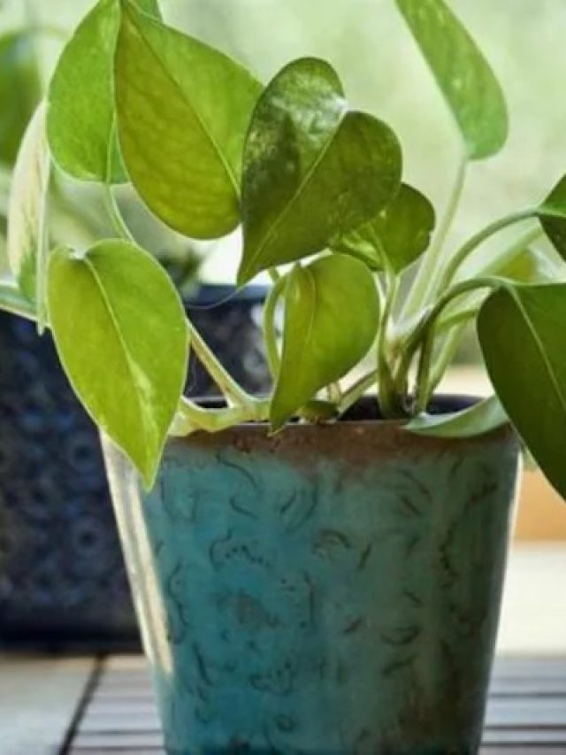 घर में भूलकर भी न रखें ऐसा मनी प्लांट, फायदे की जगह होगा बड़ा नुकसान