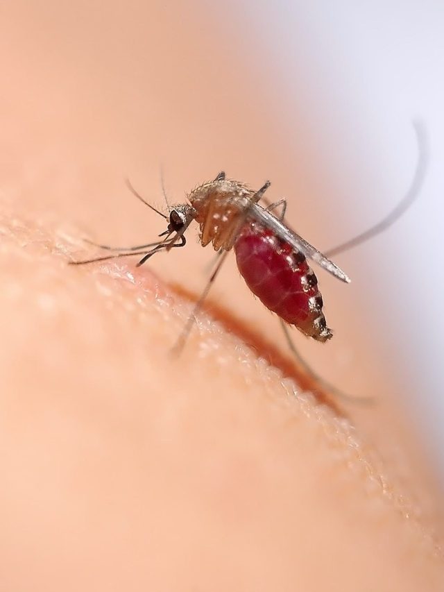 বাড়িতে এই ৫ গাছ থাকলে একটা মশাও ঢুকবে না