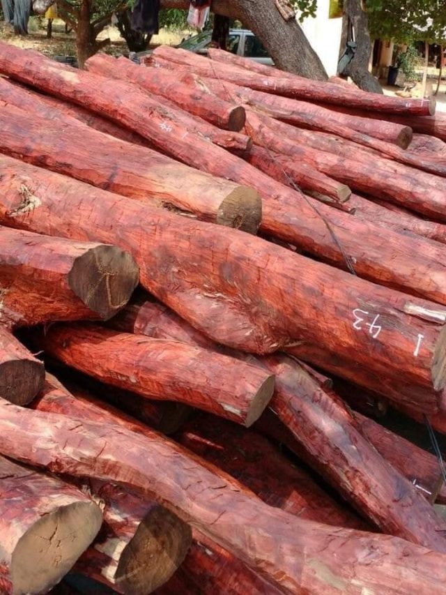 'পুষ্পা' সিনেমার লাল চন্দন ভারতের এখানেই পাওয়া যায়, দাম জানলে চমকাবেন