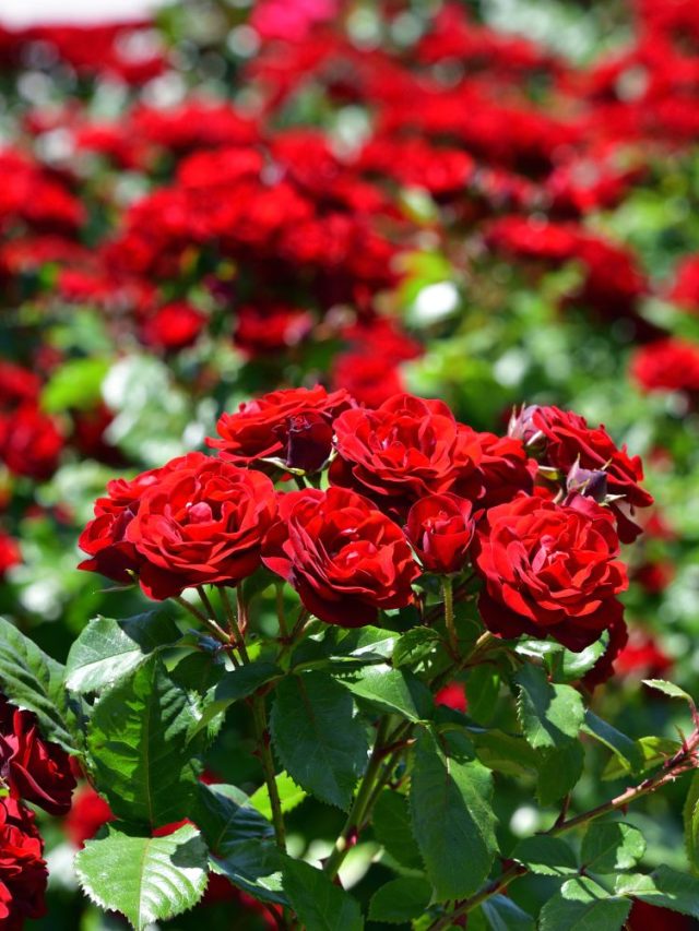 মরা গাছেও হবে টুকটুকে লাল গোলাপ, কবে কাজে আসবে রান্নাঘরের মশলা?